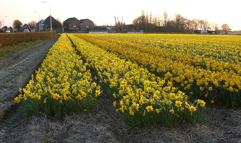 Jacoba van Beierenweg 144, Voorhout
