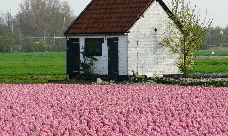 Eikenhorstlaan bij nr. 8, Voorhout