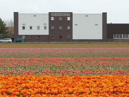 Pleidooi voor behoud bollenschuur Westerbeek Teylingen