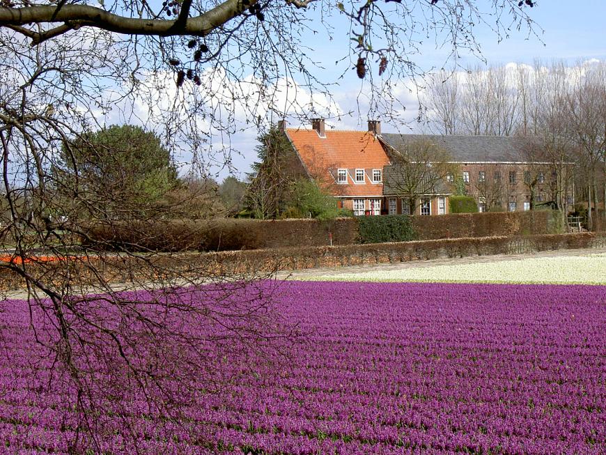 CHG wijst sloop bollenschuur De Wolff in Lisse af