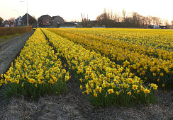 Jacoba van Beierenweg 144, Voorhout