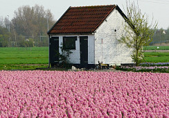 Eikenhorstlaan bij nr. 8, Voorhout